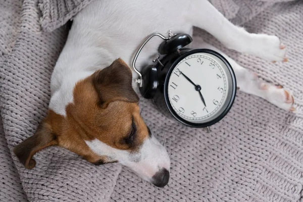 Dog jack russell terrier sleeps in an embrace with an alarm clock under a gray blanket. — Stock Photo, Image