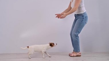 Sadık köpek Jack Russell Terrier sahibinin kollarına atlıyor.