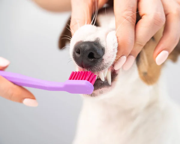 Woman brushing her dog jack russell terrier teeth on white background. — Stock Photo, Image