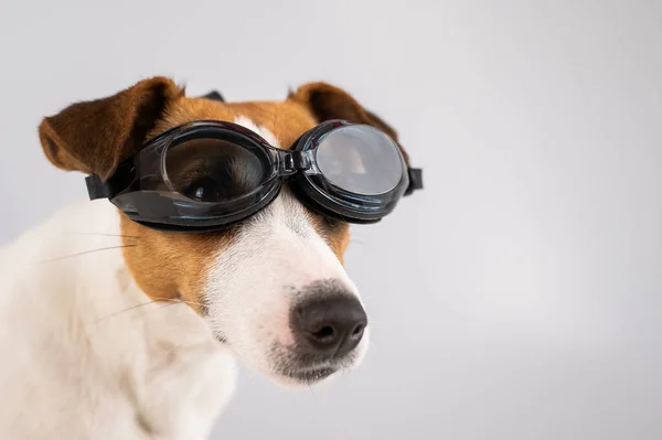 Retrato de cão jack russell terrier em óculos de mergulho em um fundo branco. — Fotografia de Stock