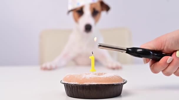 Jack Russell Terrier mit Geburtstagsmütze auf weißem Hintergrund. Eine Frau zündet eine Kerze auf der ersten Geburtstagstorte des Hundes an — Stockvideo