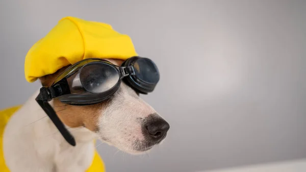 Portrait of jack russell terrier dog in life jacket with diving goggles and pool cap on white background. — Stock Photo, Image