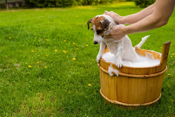 Frau wäscht ihren Hund Jack Russell Terrier in einer Holzwanne im Freien. Die Gastgeberin hilft dem Haustier beim Baden. — Stockfoto