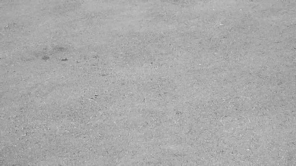 Jack Russell terrier perro paseos un penique tablero al aire libre — Vídeo de stock