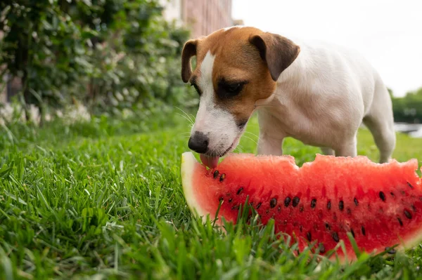 Jack russell terrier dog eating watermelon on the green lawn — Stock Photo, Image