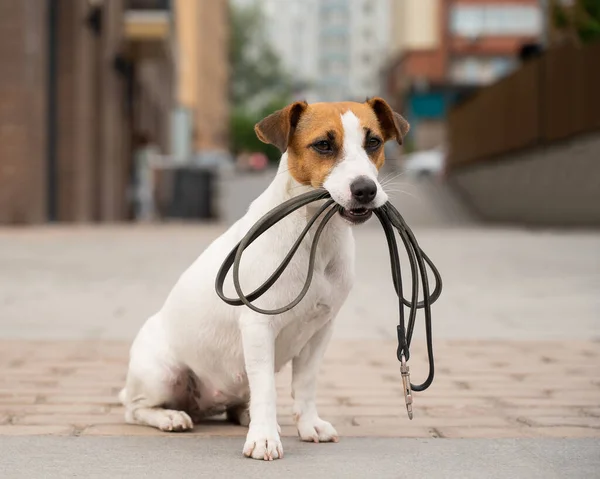 O solitário Jack Russell Terrier tem uma trela na boca. Cão perdido ao ar livre — Fotografia de Stock