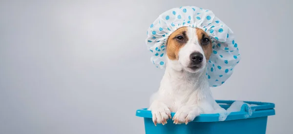 Engraçado amigável cão jack russell terrier toma um banho com espuma em uma touca de banho em um fundo branco. Espaço de cópia — Fotografia de Stock