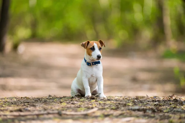 Perdido cão jack russell terrier na floresta — Fotografia de Stock