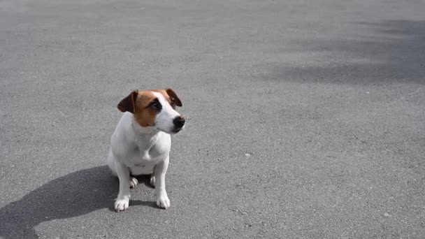 Dog jack russell terriër vangt voedsel op de vlieg buiten. — Stockvideo