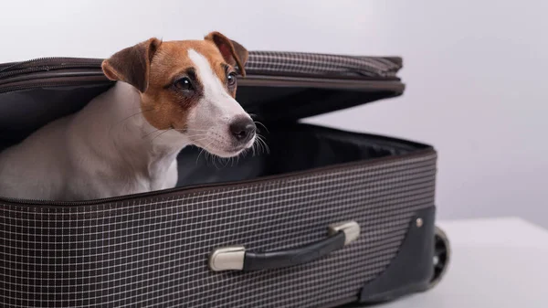 O cão está escondido numa mala num fundo branco. Jack Russell Terrier espreita para fora de sua bagagem saco — Fotografia de Stock