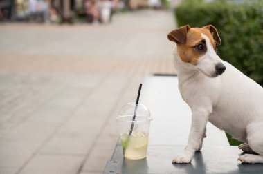 Jack Russell Terrier köpeği ve bir bardak limonata.