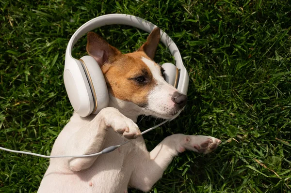Dog jack russell terrier lies on a green lawn and listens to music on headphones. — Stock Photo, Image
