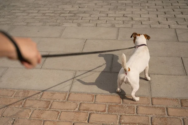 Cão safado Jack Russell Terrier puxa o proprietário pela trela — Fotografia de Stock