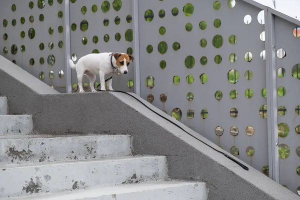 Triste assustado cão perdido jack russell terrier sentado nas escadas sozinho ao ar livre — Fotografia de Stock