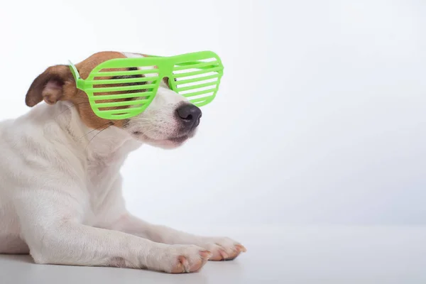 Джек Рассел терьер собака в стильных зеленых очках на белом фоне. — стоковое фото