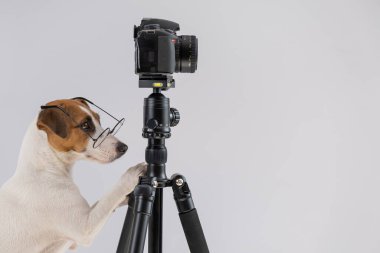 Gözlüklü köpek Jack Russell Terrier beyaz arka planda bir tripodun üzerinde fotoğraf çekiyor.