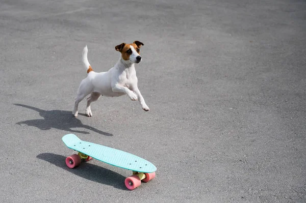 Pies jeździ po tarasie. Jack Russell Terrier wykonuje sztuczki na deskorolce — Zdjęcie stockowe