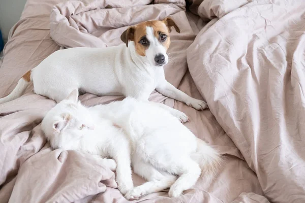 Branco gato fofo e cão jack russell terrier mentira na cama. Amor entre animais de estimação. — Fotografia de Stock