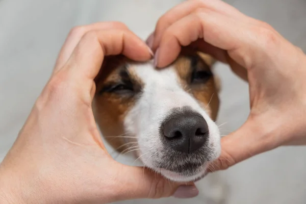 Jack Russell terrier hund munkorg och kvinnliga händer i form av ett hjärta. — Stockfoto