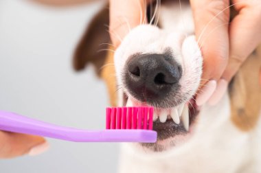 Beyaz arka planda köpeği Jack Russell teriyer dişlerini fırçalayan kadın..