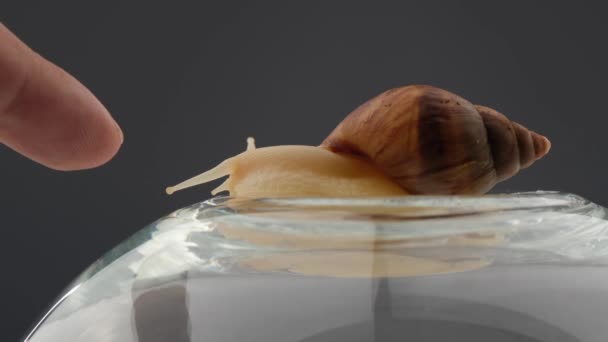 Close-up of a snail crawling around a round glass aquarium on a white background. The use of shellfish in cosmetology. — Stock Video