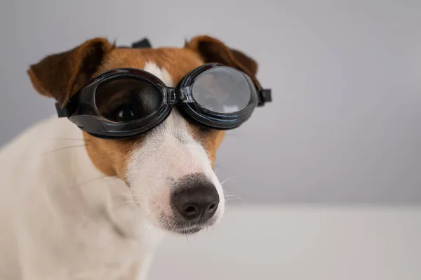 Retrato de cão jack russell terrier em óculos de mergulho em um fundo branco. — Fotografia de Stock