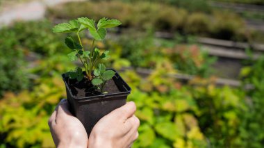 Kadın çiftçilikle meşgul ve elinde bir tencere çilek tutuyor. Bir bahçıvanın kadın ellerine yakın çekim