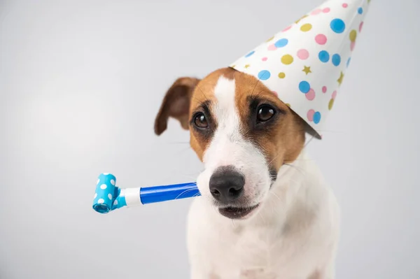 Vicces Jack Russell Terrier kutya visel születésnapi sapka kezében egy síp a fehér háttér. — Stock Fotó