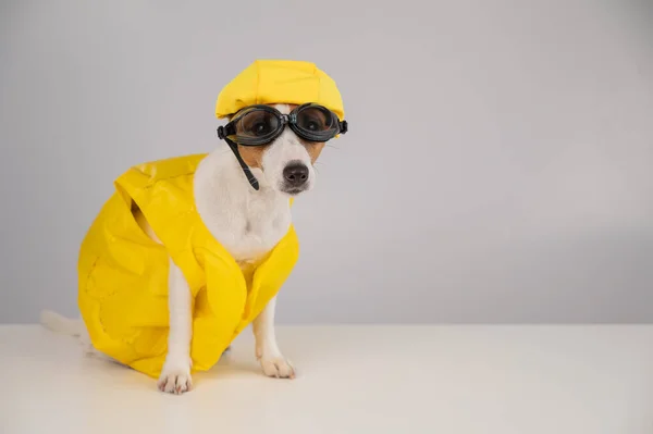 Portrait of jack russell terrier dog in life jacket with diving goggles and pool cap on white background. — Stock Photo, Image