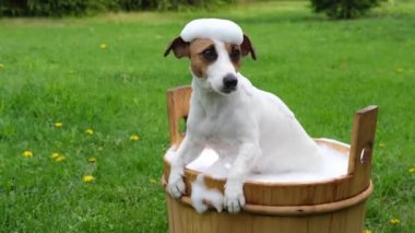 Köpek dışarıda ahşap bir küvette yıkanır. Jack Russell Terrier arka bahçede köpük banyosu yapıyor.