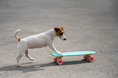 Jack Russell teriyer köpeği bir kuruş tahtasına biner.