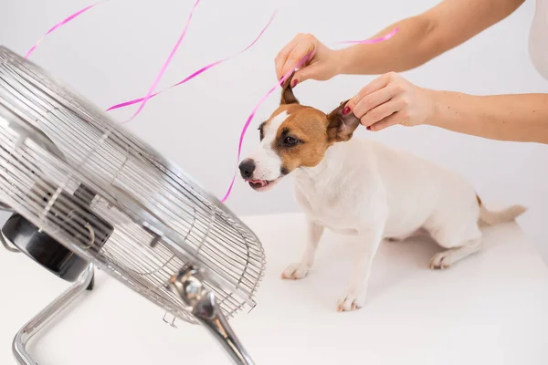 Jack Russell Terrier cieszy się chłodną bryzą z elektrycznego wentylatora na białym tle. Kobieta trzyma psie uszy do śmiechu — Zdjęcie stockowe
