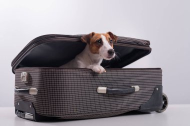 Köpek beyaz bir arka planda bir bavulun içinde saklanıyor. Jack Russell Terrier bavulundan dışarı bakıyor.