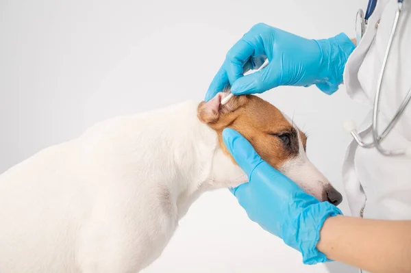 Veterano limpia las orejas con un hisopo de algodón para perro jack russell terrier sobre un fondo blanco. — Foto de Stock