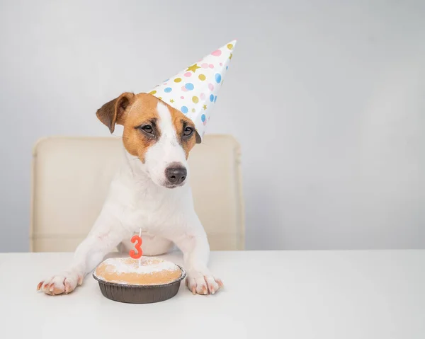 Jack Russell terrier en una gorra festiva por un pastel con una vela sobre un fondo blanco. El perro está celebrando su tercer cumpleaños —  Fotos de Stock