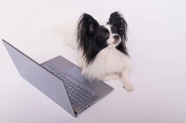 Smart dog papillon breed works at a laptop on a white background. Continental Spaniel uses a wireless computer. — Stock Photo, Image