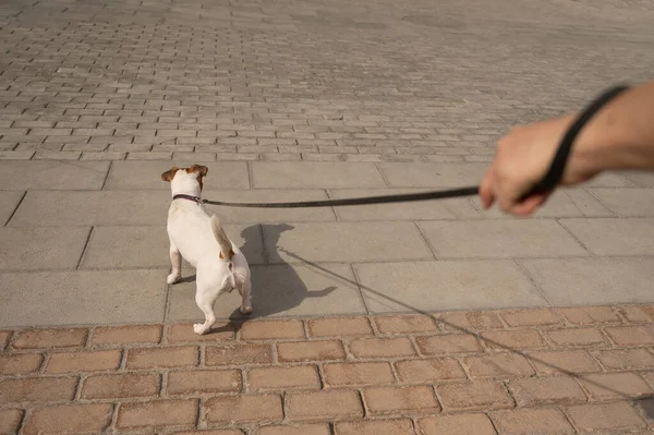 Cane cattivo Jack Russell Terrier tira il proprietario al guinzaglio — Foto Stock