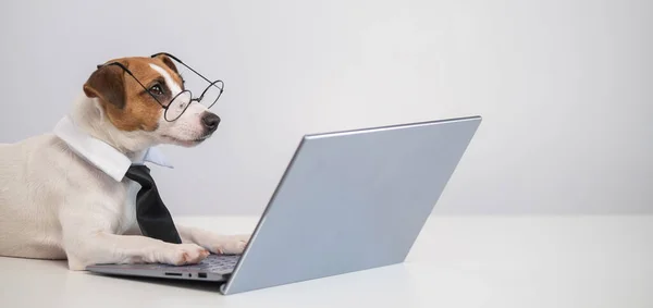 Smart chien jack russell terrier dans une cravate et des lunettes se trouve à un ordinateur portable sur un fond blanc. — Photo