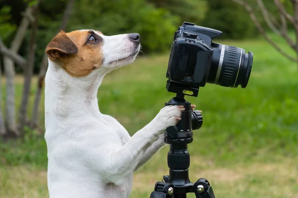 Dog jack Russell Terrier robi zdjęcia na statywie na zewnątrz. — Zdjęcie stockowe