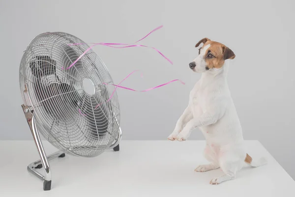 Jack russell terrier cane si siede godendo la brezza di raffreddamento da un ventilatore elettrico su uno sfondo bianco. — Foto Stock