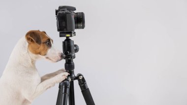 Gözlüklü köpek Jack Russell Terrier beyaz arka planda bir tripodun üzerinde fotoğraf çekiyor.
