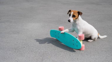 Jack Russell teriyer köpeği bir kuruş tahtasına biner.
