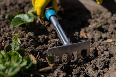 Bahçıvan çilekli yatakları tırmıkla patlatır..