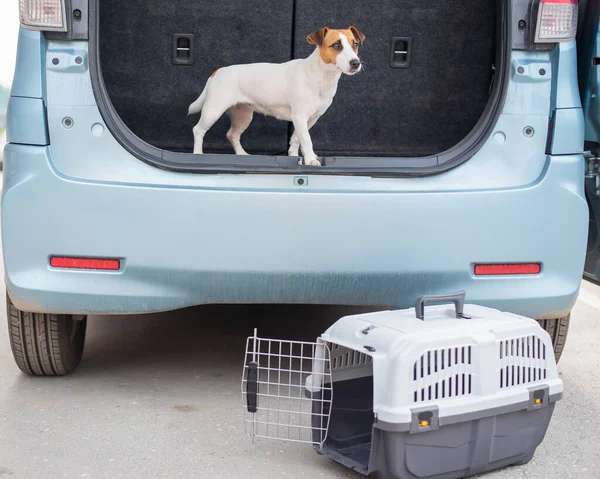 잭루셀 테리어는 자동차 트렁크에 있는 여행용 상자에 앉아 있다. 애완 동물 과 함께 여행 함 — 스톡 사진