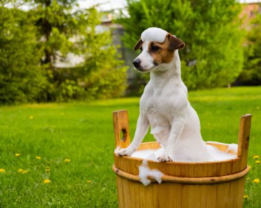 Köpek dışarıda ahşap bir küvette yıkanır. Jack Russell Terrier arka bahçede köpük banyosu yapıyor.