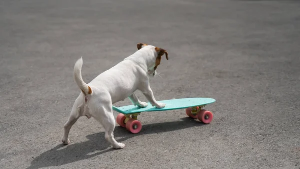 Jack russell terrier dog rides a penny board outdoors — Stock Photo, Image
