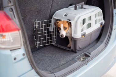 Jack Russell Terrier köpeği bir arabanın bagajında seyahat kutusunda oturuyor. Bir evcil hayvanla seyahat etmek.