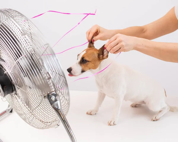 Jack Russell Terrier disfruta de la brisa refrescante de un ventilador eléctrico sobre un fondo blanco. Mujer sostiene orejas de perro para reír — Foto de Stock