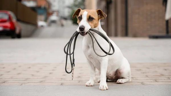 O solitário Jack Russell Terrier tem uma trela na boca. Cão perdido ao ar livre — Fotografia de Stock