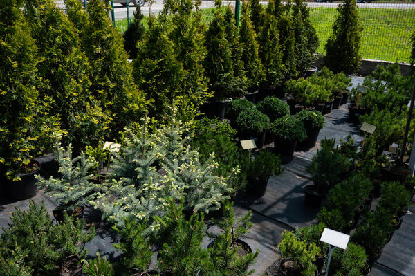 A row of pots with sprouts of coniferous trees. Agricultural store